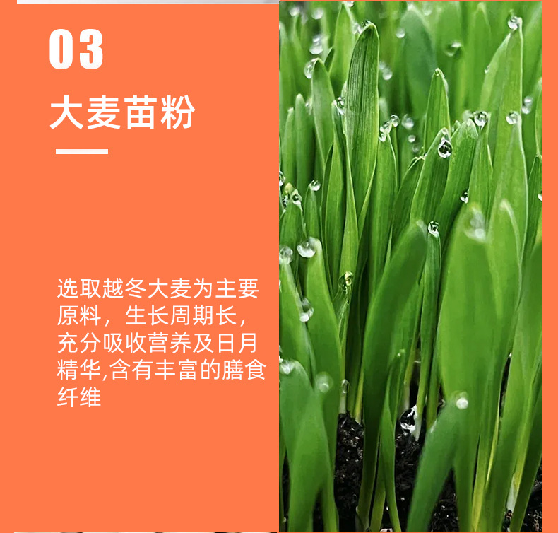 贴牌定制加工白芸豆膳食纤维固体饮料代餐粉OEM/ODM