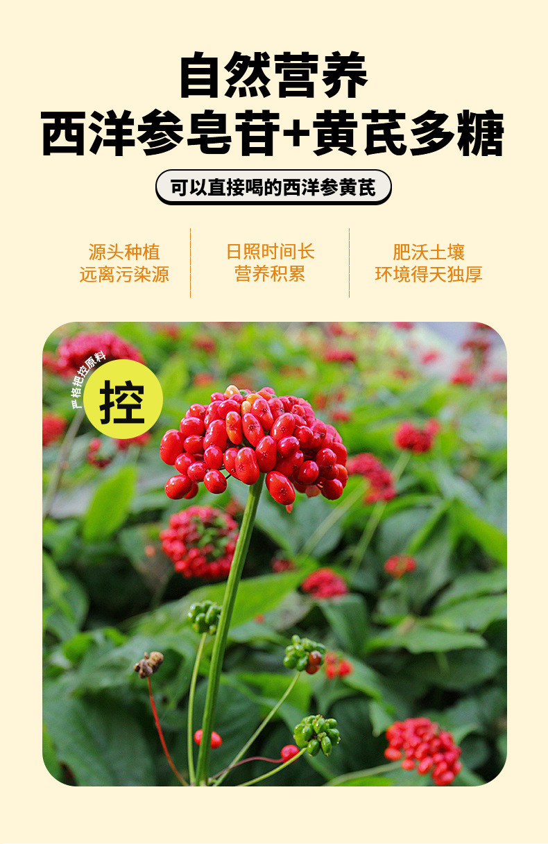 西洋参黄芪原浆植物饮品 西洋参原浆冷萃黄芪饮品口服液代加工