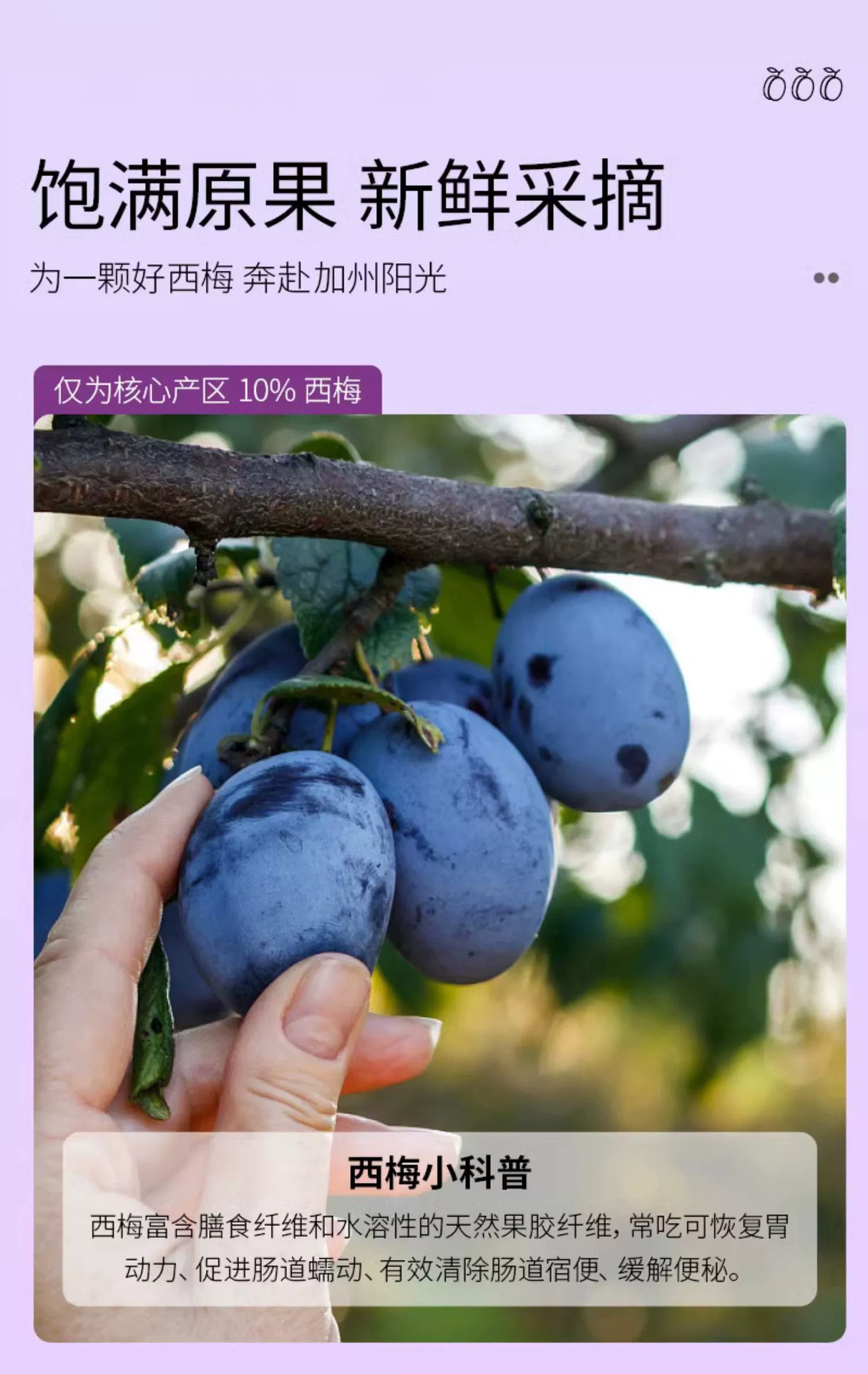 西梅荷叶汁固体饮料代加工 膳食纤维酵素口服液oem冲调饮品贴牌
