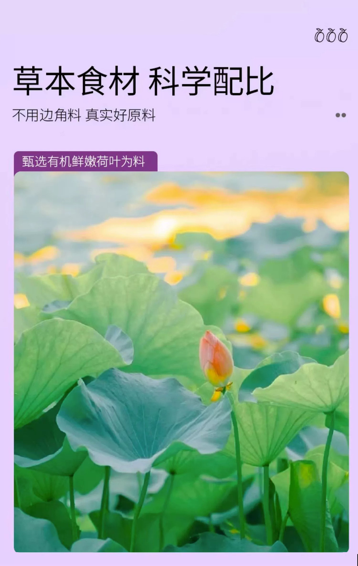 西梅荷叶汁固体饮料代加工 膳食纤维酵素口服液oem冲调饮品贴牌