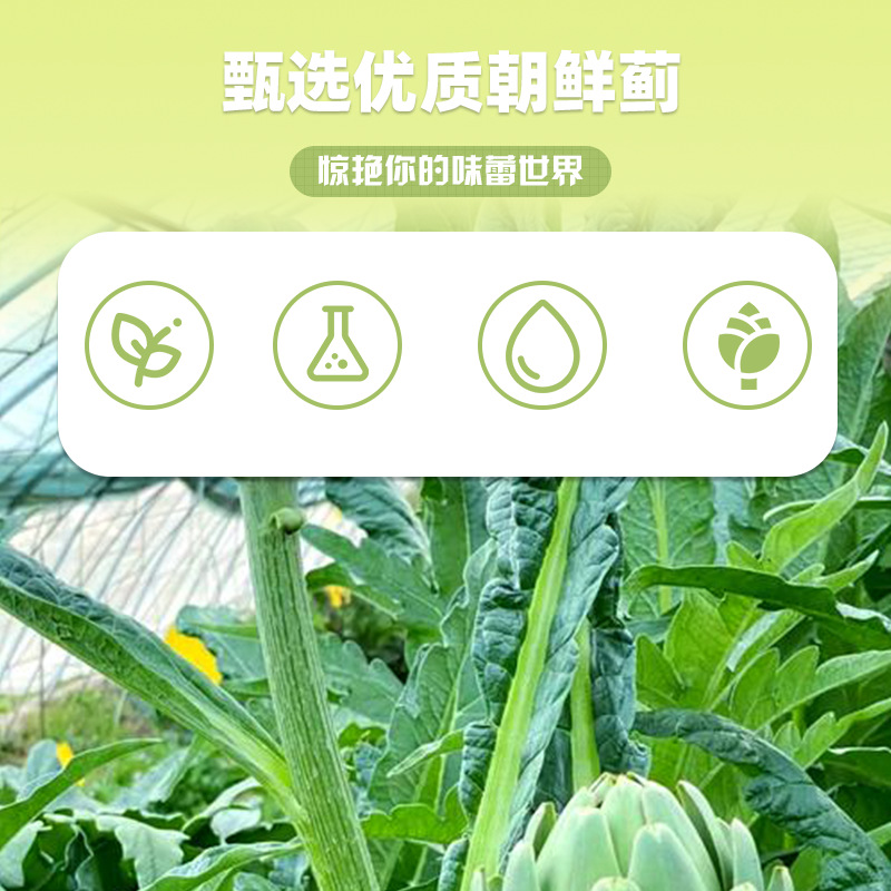 双肽朝鲜蓟压片糖果0.6g/片x60片代加工定制食品批发