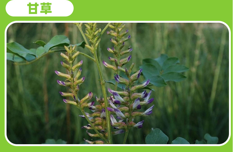 双肽朝鲜蓟压片糖果0.6g/片x60片代加工定制食品批发