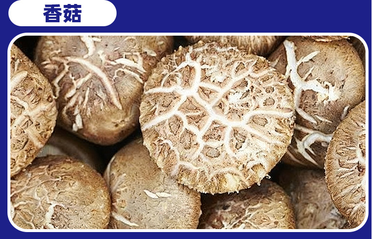 双孢菇接骨木莓压片糖果0.6g/片x60片代加工定制食品批发