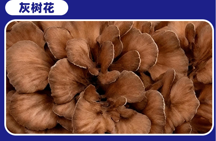 双孢菇接骨木莓压片糖果0.6g/片x60片代加工定制食品批发