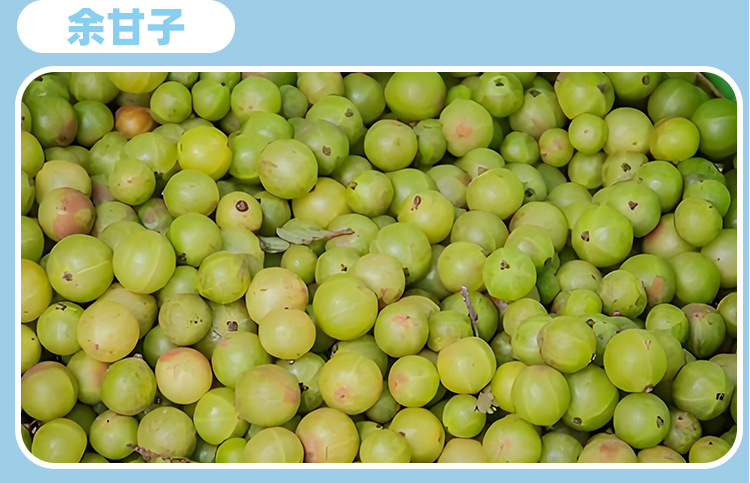 余甘子益生菌压片糖果0.6g/片x60片代加工定制食品批发