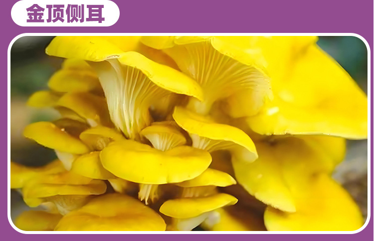 胶原蛋白雪莲植物压片糖果0.6g/片x60片代加工定制食品批发