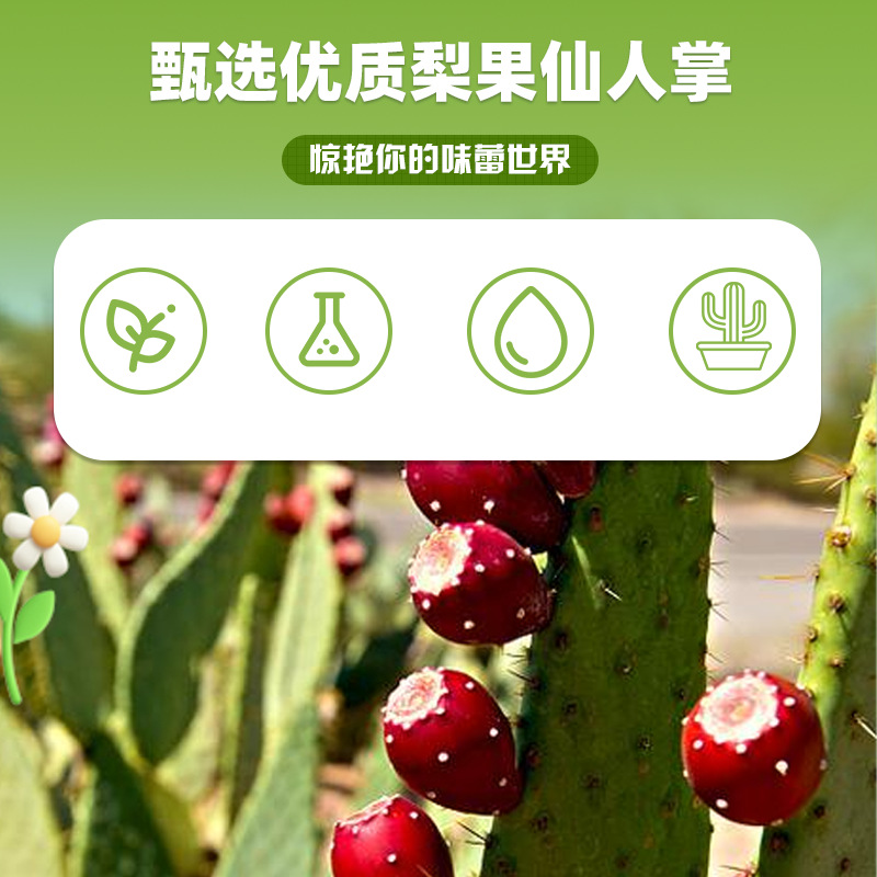 梨果仙人掌桑叶压片糖果1g/片x20袋代加工定制食品批发