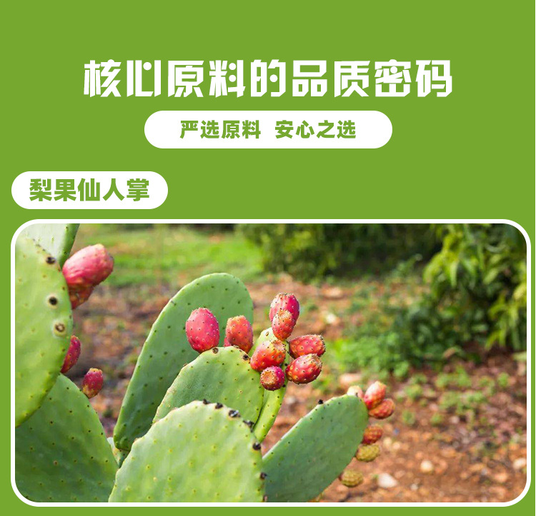梨果仙人掌桑叶压片糖果1g/片x20袋代加工定制食品批发