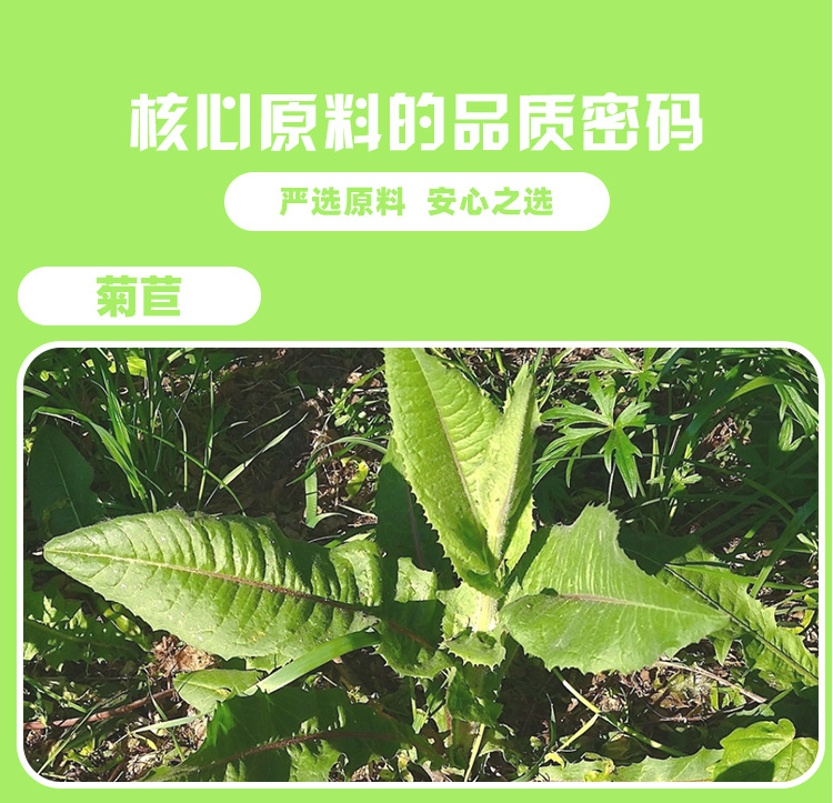 菊苣樱桃益生元压片糖果 0.8g/片x60片代加工定制食品批发